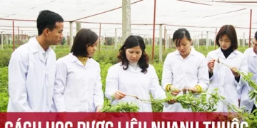 Bật mí cách học dược liệu nhanh thuộc và nhớ lâu